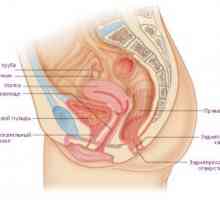Feminin Sistemul de reproducere: embriologie, anatomie, organe