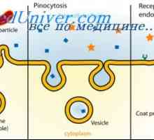 Caracteristicile celulelor. Endocytosis si pinocitoză