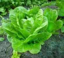 Cultivarea salatei, soiuri, proprietăți utile