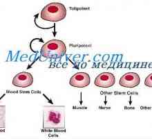 Auto-reinnoire a celulelor stem. Capacitatea proliferativă a celulelor stem