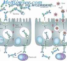 Secreția de imunoglobuline. Etapele secretiei de anticorpi