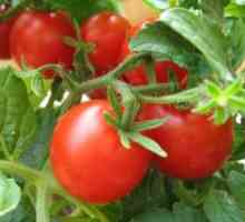 Selectarea și semințe de tomate