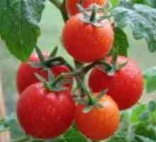 Creștere de tomate pentru precocitatea, druzhnost maturare și rezistență la rece