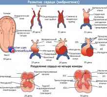 Dezvoltarea inimii fetale. Educație inima fetale tubulare primare