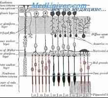 Retin-A. Structura și anatomie a retinei
