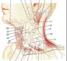 Plexul cervical. Divizia de col uterin trunchiul simpatic