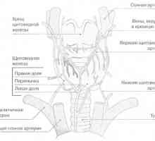 Glandele tiroide si paratiroide