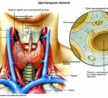 Glanda tiroidă, structura și funcția sa