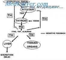 Glanda tiroidă și tractul gastro-intestinal. hormoni tiroidieni și durata somnului