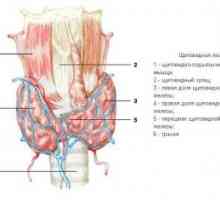 Glanda tiroidă, embriologie, anatomie și histologie