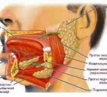 Sialoadenită, glande salivare: tratament, simptome, cauze, clasificare