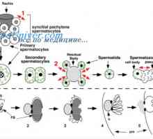Enzimele și reacția Acrozom. Penetrarea spermei în ou