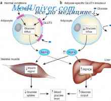 Restaurarea glicogen muscular. Nutrienți pentru muschi