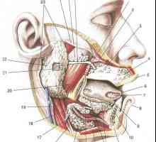 Glanda salivară, protecția imună a cavității orale