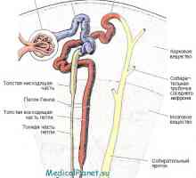 Conductele colectoare medulare ale stratului de rinichi. Concentrațiile de substanțe din nefronilor