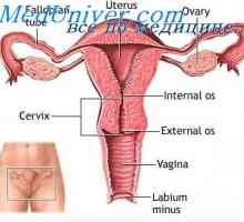 Fiziologia organelor genitale feminine. Sistemul hormonal pentru femei
