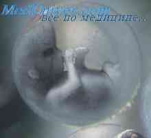 Embrionar strat de piele conjunctiv. unghii embrionare