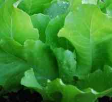 Salata iceberg soiuri pentru cultivare în teren deschis