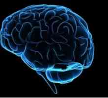 Sistemul vascular ependimale a ventriculelor creierului