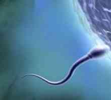 Sperma soțului tău determină sexul copilului