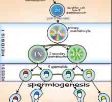 Spermatogeneza. etapele de spermatogeneză