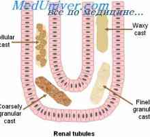 Reabsorbție și secreție în nefronului. Reabsorbiei în tubul proximal