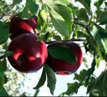 Metode de reproducție slaboroslyh portaltoilor de măr