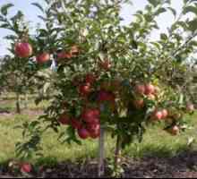 Înălțimea medie pentru portaltoii de mere
