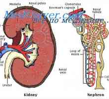 Stadiul de morulă. blastulation zigot