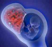 Formarea circulației utero-placentară