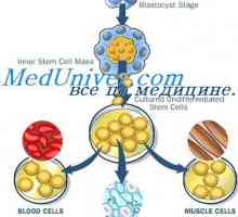 Aging celule stem. Mecanisme de auto-reinnoire a celulelor stem