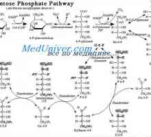 Eliberarea de energie din glucoza prin ciclul fosfat pentozo. Conversia glucozei în grăsime