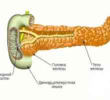 Structura și localizarea pancreasului