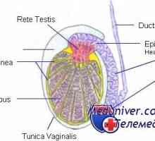 Structura testiculelor. Celulele Leydig și Sertoli
