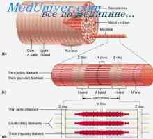 Structura țesutului muscular. fibrei musculare Fiziologie