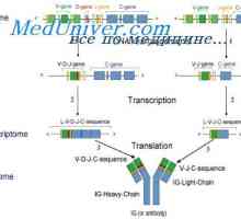 Proprietățile anticorpului ARNm. Structura MRNA de imunoglobuline