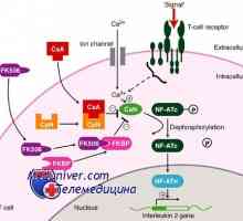 Tacrolimus, corticosteroizi și anticorpi pentru imunosupresie