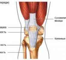 Șold și genunchi articulațiilor de adult