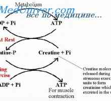Muschi de putere. rezistenta musculara