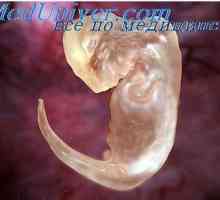 Teoria Stockard. Cauzele anomaliilor de embrion