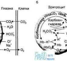 Rolul eritrocitelor în transportul de dioxid de carbon. Efectul Holden.