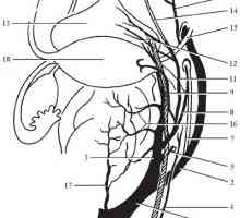 Anatomia topografica a organelor pelvine. aprovizionare cu sânge