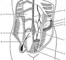 Anatomia topografic a peretelui abdominal anterior