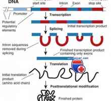 Transcrierea. Forme și tipuri de celule de ARN