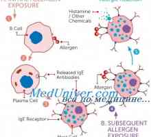 Celulele mastocitare în reacțiile alergice