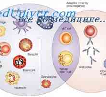 Participarea măduvei osoase în răspunsul imun. Stimularea mecanismului de măduvă osoasă