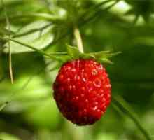 Îngrijire căpșuni fructifere