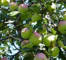 Îngrijire recolta de mere slaboroslyh