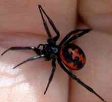 Spider muscatura: simptome, efecte, simptome, prim ajutor