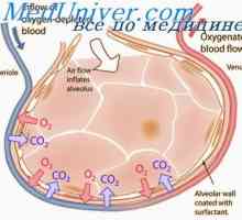 Plămâni Stabilitate pentru oxigen. Teoria doză unică intoxicație cu oxigen pulmonară